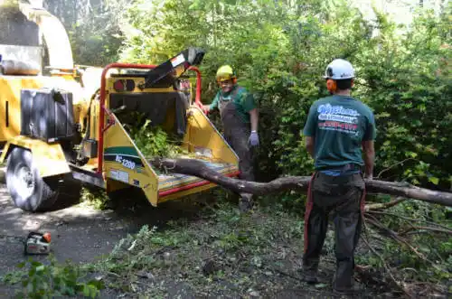 tree services Macclenny